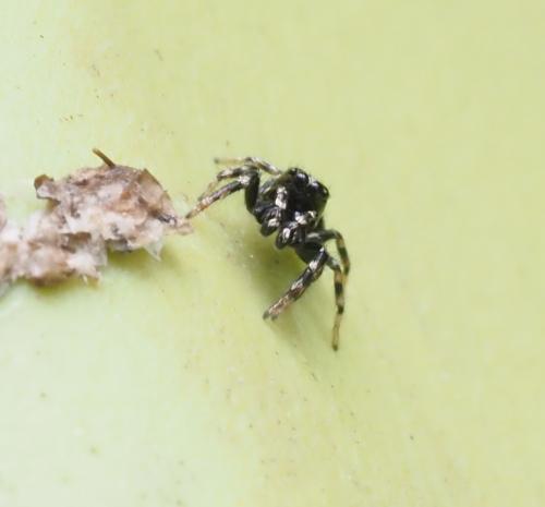 Salticus zebraneus